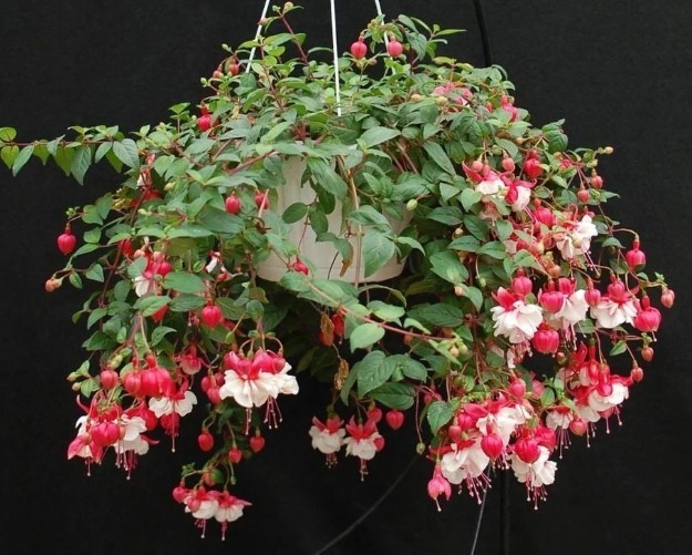 Swingtime Fuchsia Starter Live Plant – 6-10″ Tall – 5″ Pot – Zones 9-11