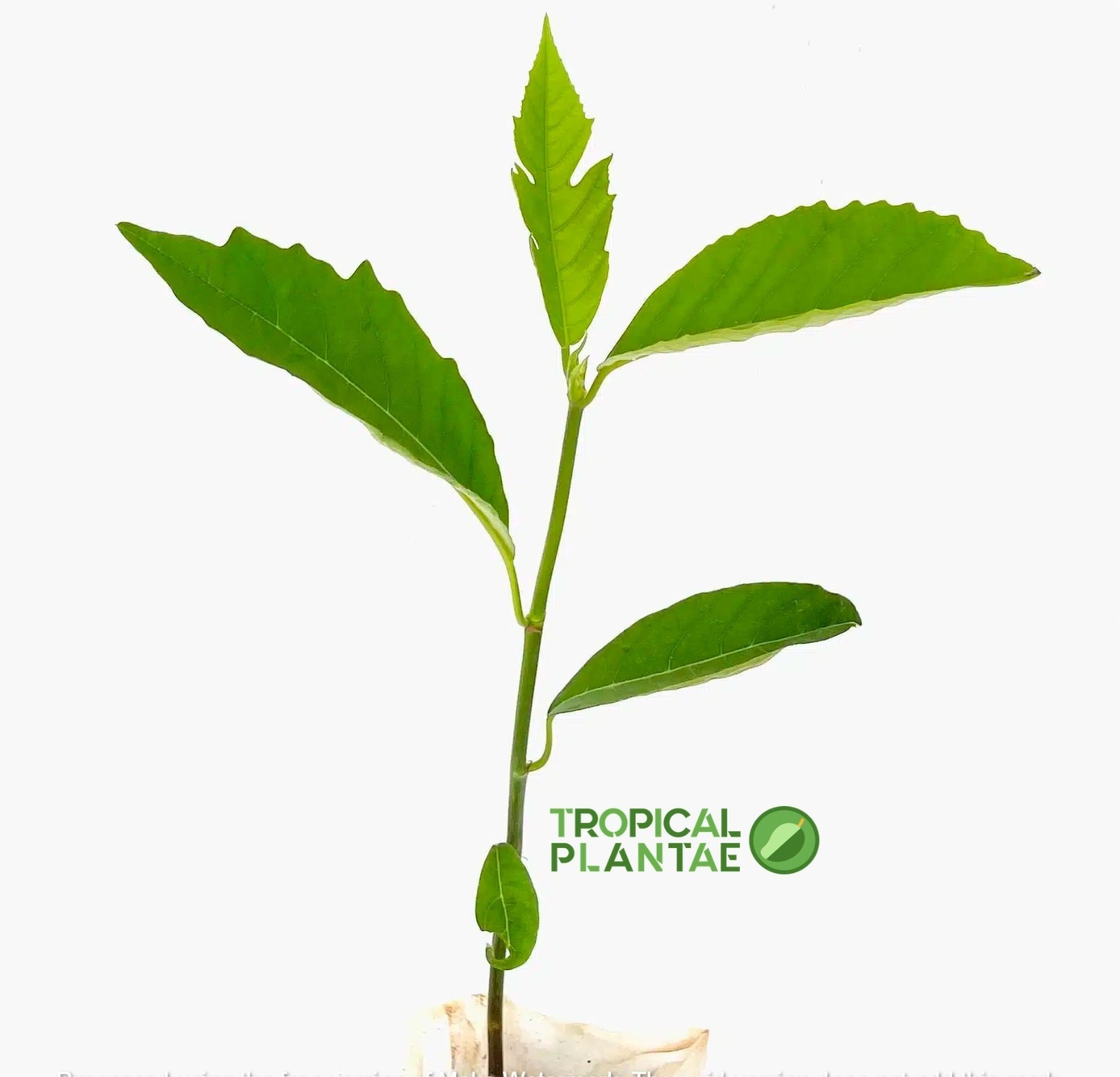 Breadfruit Tree (Artocarpus camansi) – Live Tropical Fruit Tree – USDA Certified