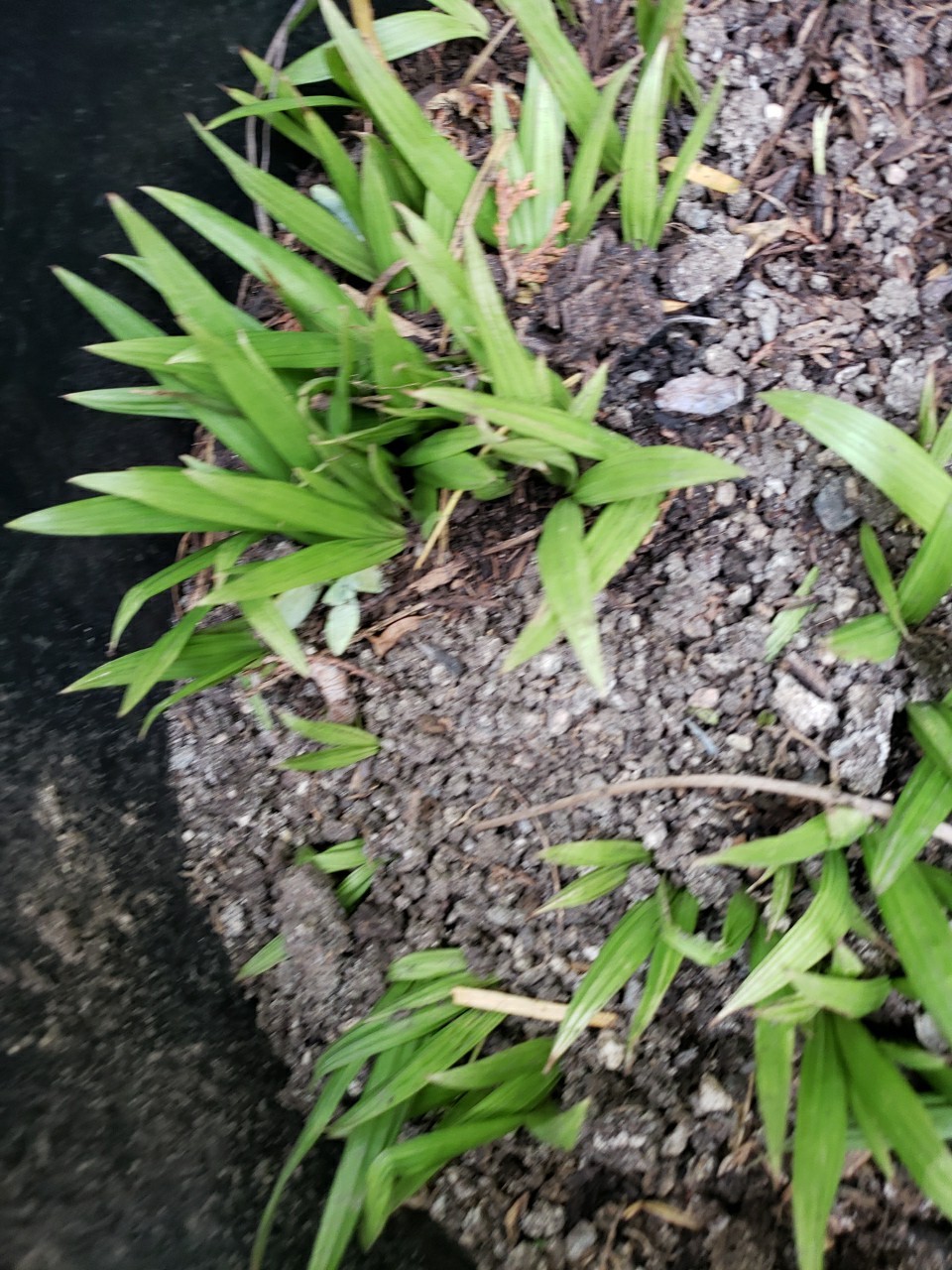 10 King Palm Seedlings from California