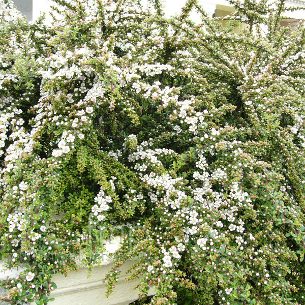 Rockspray Cotoneaster, Cotoneaster horizontalis, Seeds (Hardy Showy)