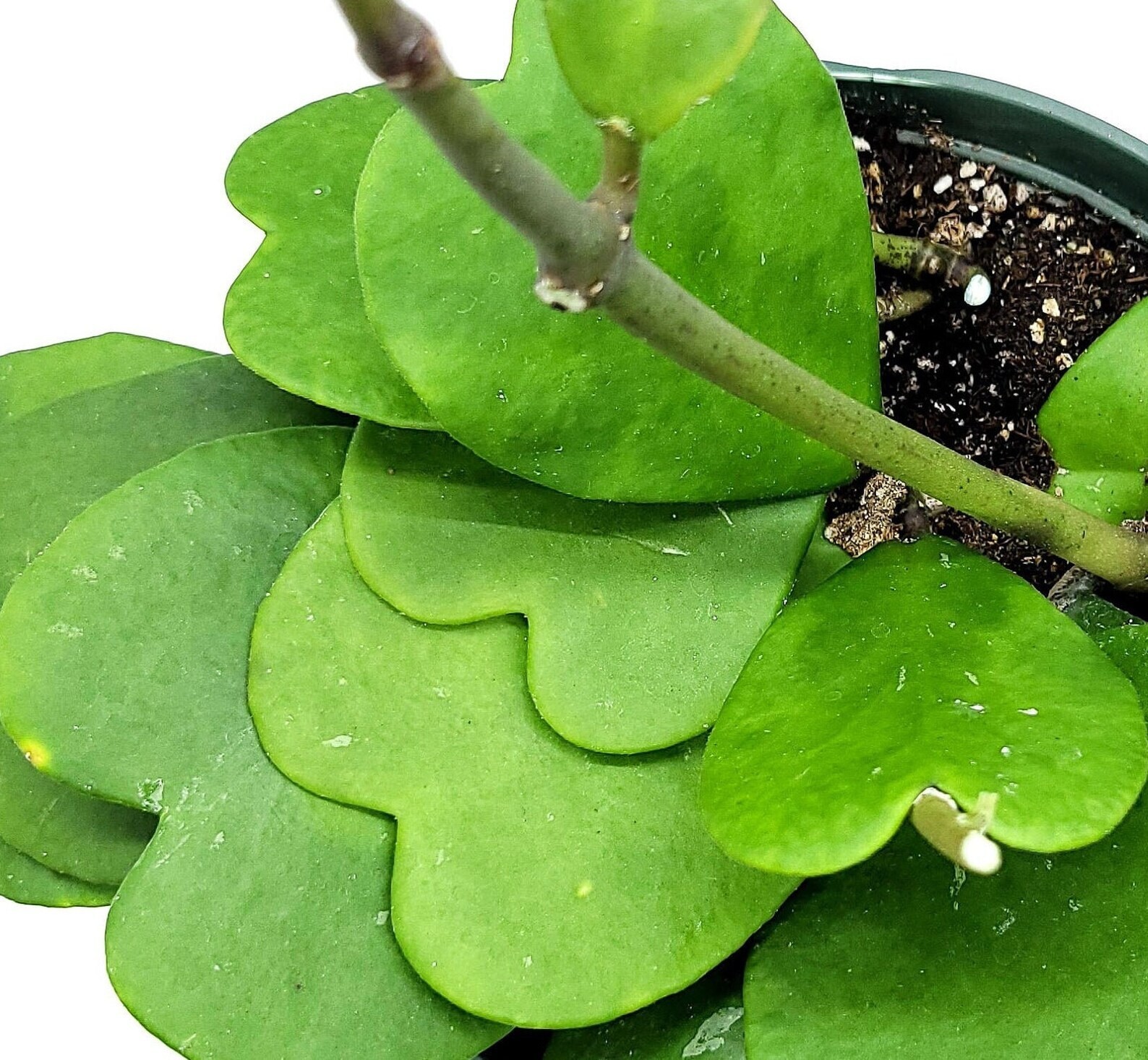 Hoya Kerri Wax Plant 4″ Pot 3 to 4 leaves with soil – Ships from California