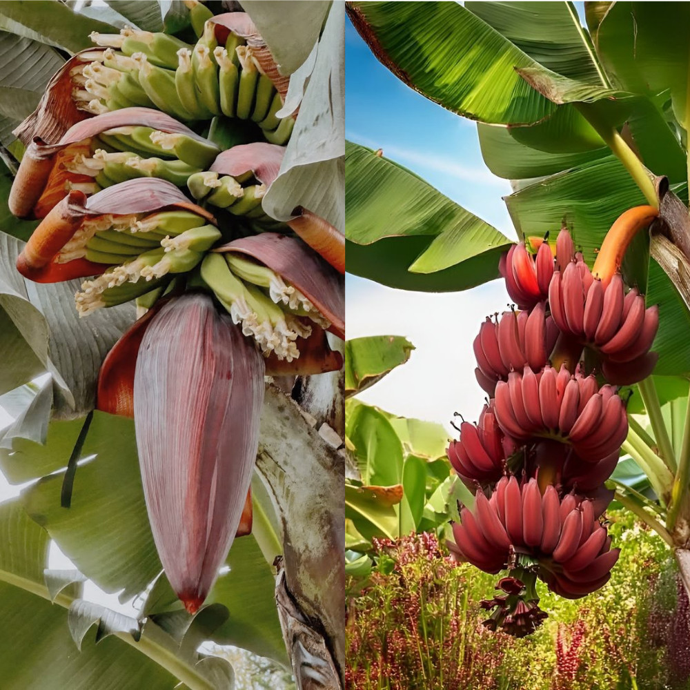 Red Cuban Banana Musa Live Plant 4-6 Inches Tall Rooted Tropical Plant