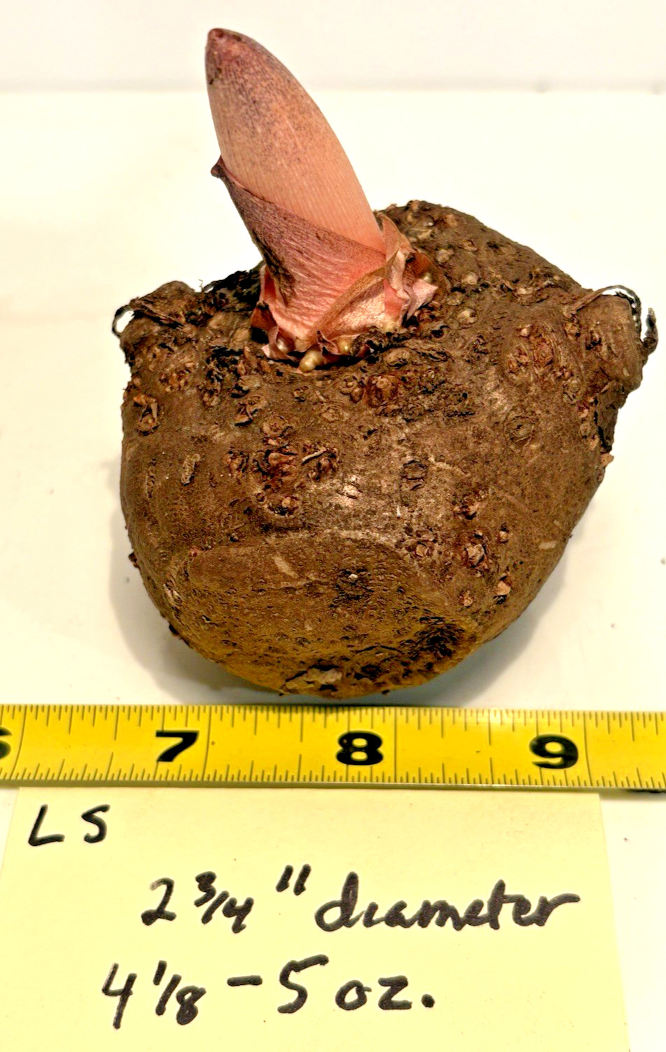 AMORPHOPHALLUS KONJAC ‘Leo’s Song’ 1 Dormant Bulb (Voodoo Lily) Arisaema
