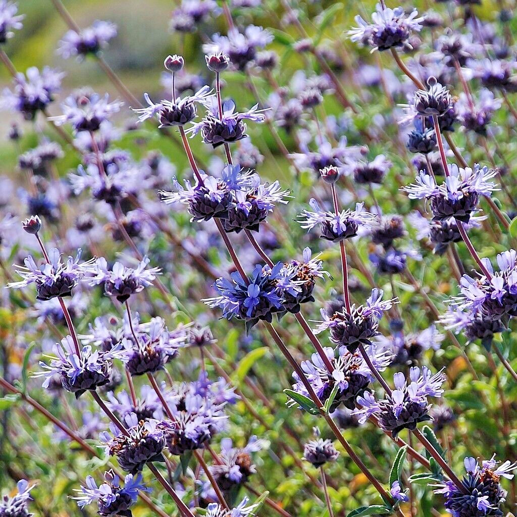 Salvia Clevelandii Blue Purple Cleveland Sage 7 Live 6″ Flower Plant Cuttings