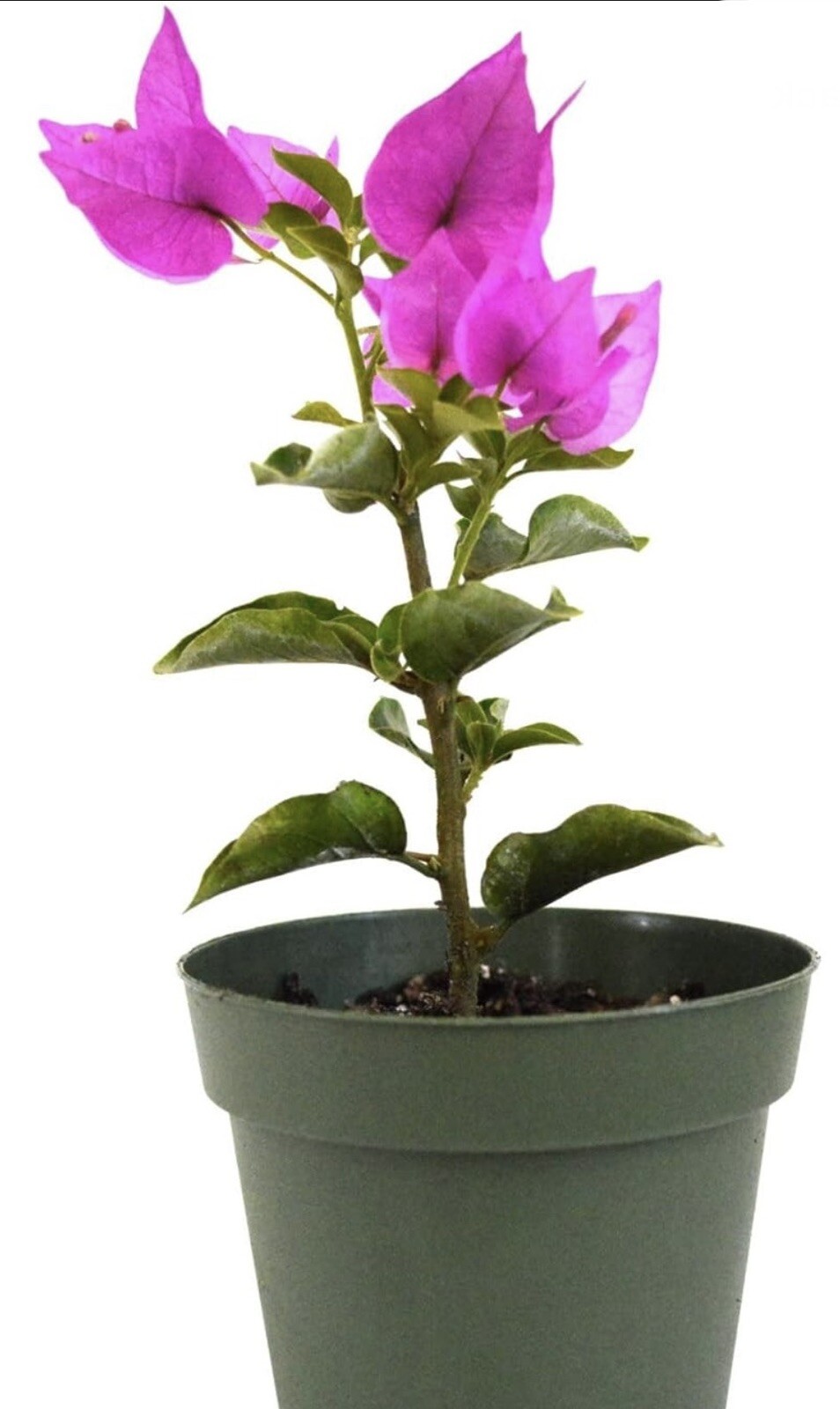 1 PC 4” POT ROYAL PURPLE BOUGAINVILLEA LIVE PLANT FRESH GUARANTEED BEST GIFT