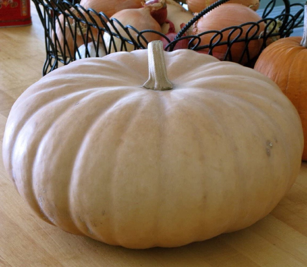 Pumpkin Long Island Chees Thanksgiving Smooth Tan Skin With Medium Ribs 20 Seeds