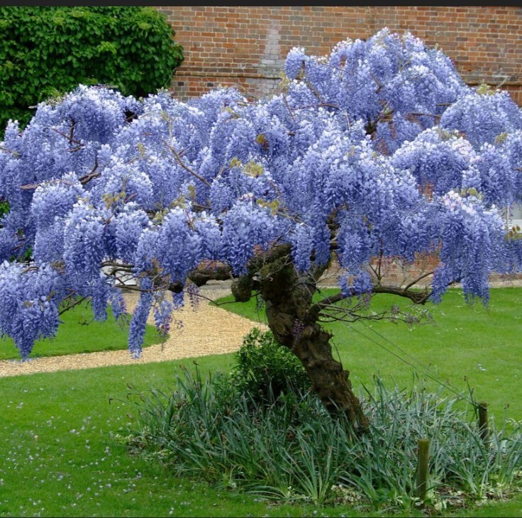 3 Wisteria BLUE MOON Unrooted Cuttings 6-8″ long. Vine Tree. Fresh Cuts