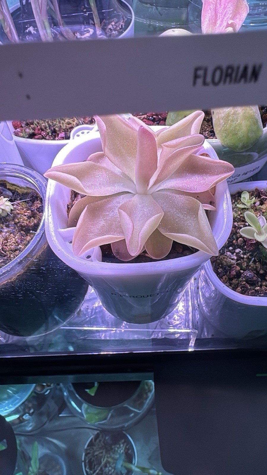 Pinguicula Pirouette carnivorous plant, Starter