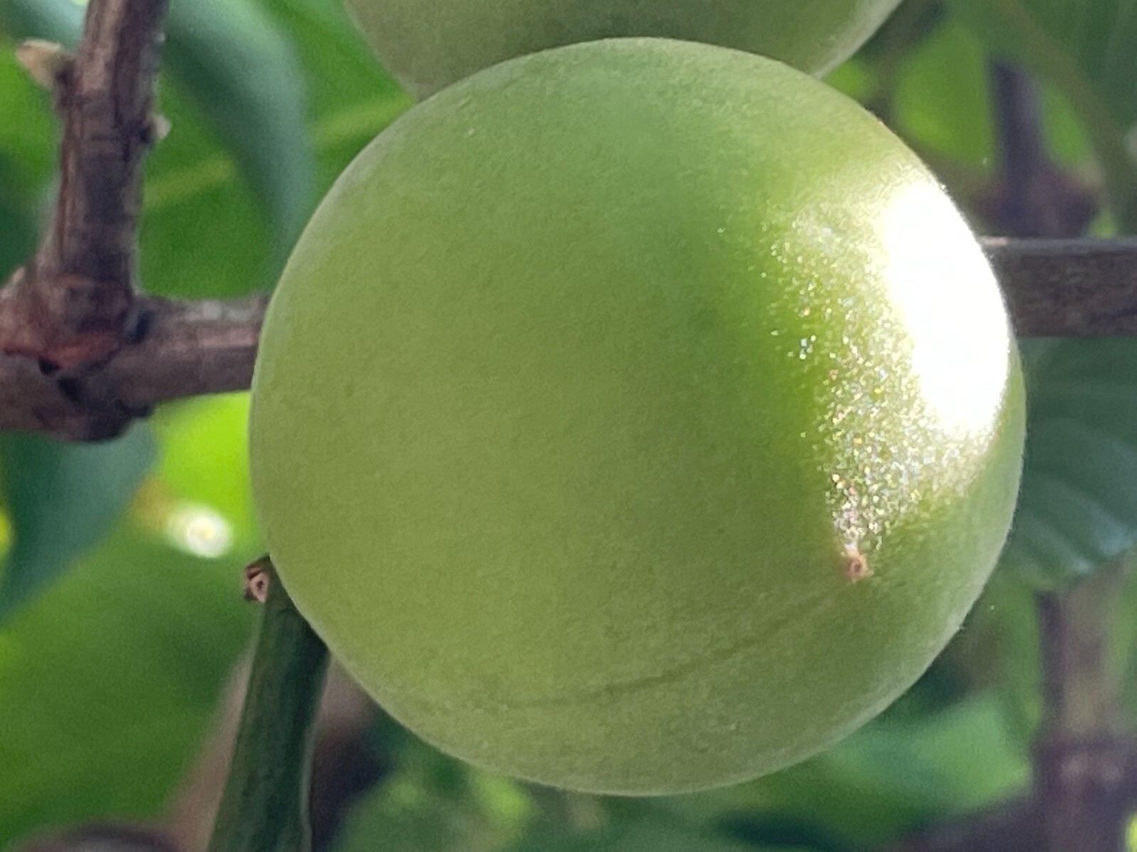 1 Japanese Ume Fruit Tree, or Plum Fruit Tree, Prunus Mume, Maesil, Tree