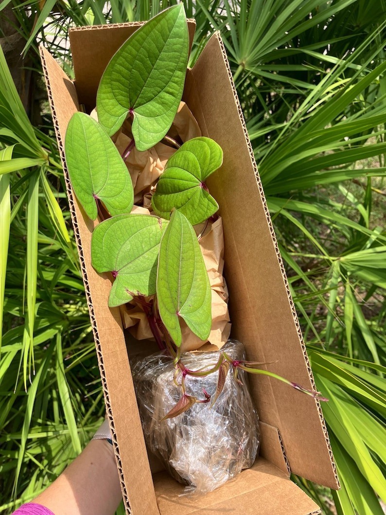 Purple Ube Yam Plants (dioscorea alata) – 4” Pot