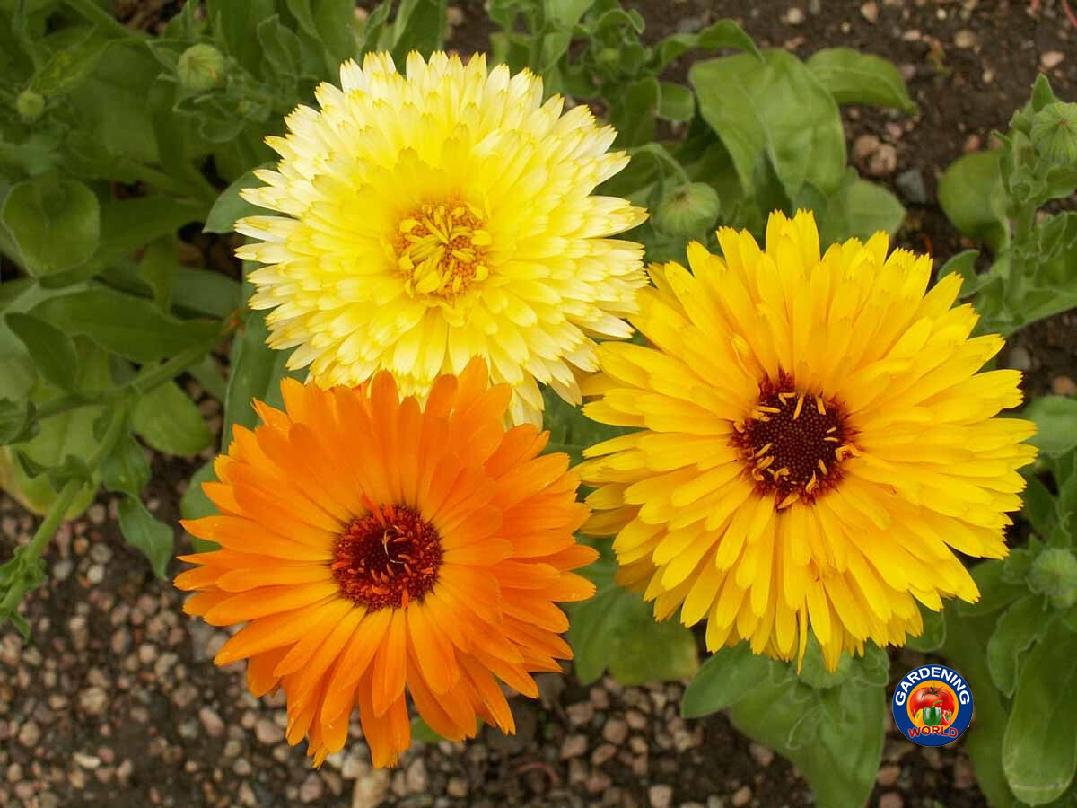 75 Calendula Pacific Beauty Mix Marigold Flower Seeds officinalis