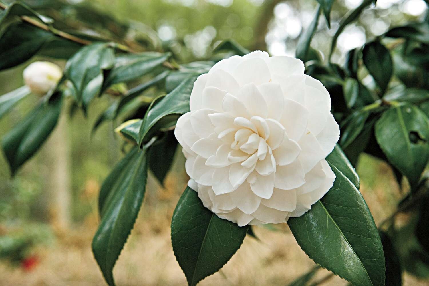( 1 ) – Sea Foam Camellia Japonica – Starter Plant ( 4L ) ( 1 plant )