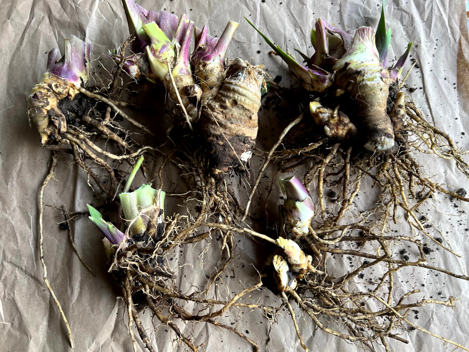 5 IRIS Rhizomes, PURPLE GLACIER, Harvested as Ordered