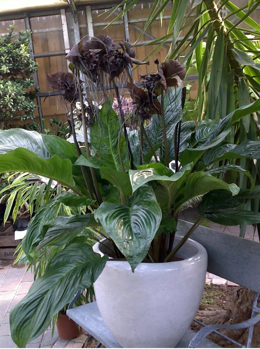Black Bat Flower-Tacca chantrieri-aka Black Lily-SMALL ROOTED STARTER Plant