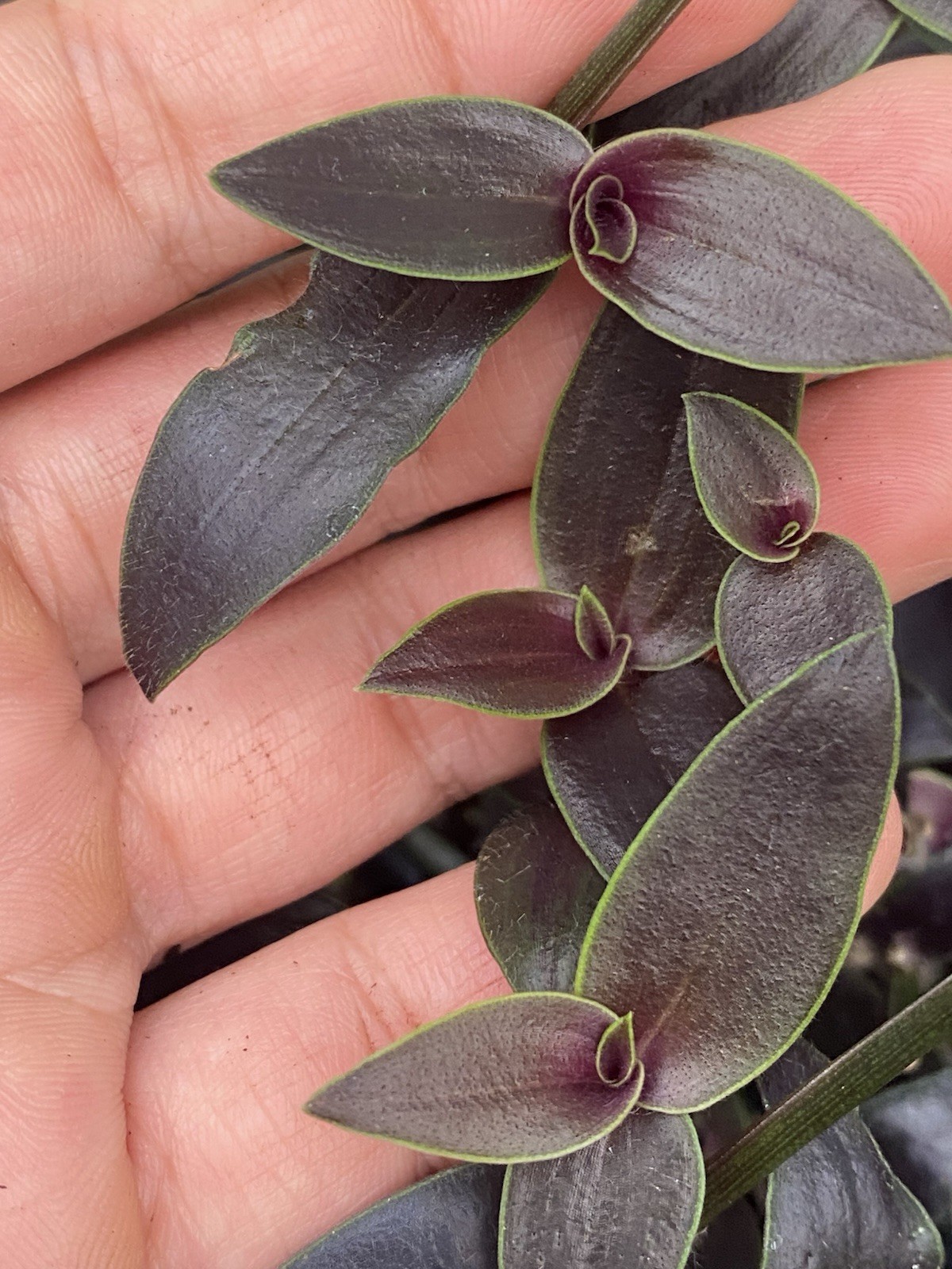 Dark Desire Wandering Dude, Tradescantia Jose Puig, Rare 2 Rooted Cuttings