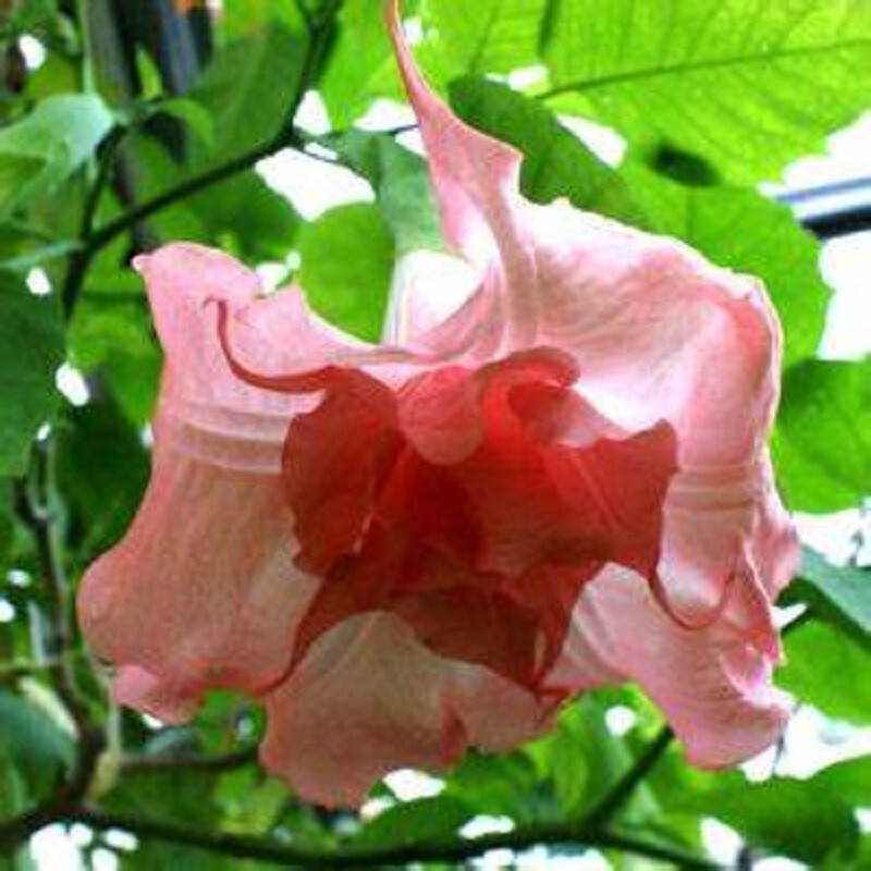 10 Strawberry Milk Angel Trumpet Seeds Flowers Seed Flower Brugmansia Datura 666