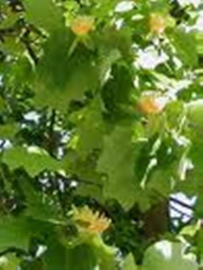 Qty-1 Yellow Poplar transplant starter seedling 30 ” tall