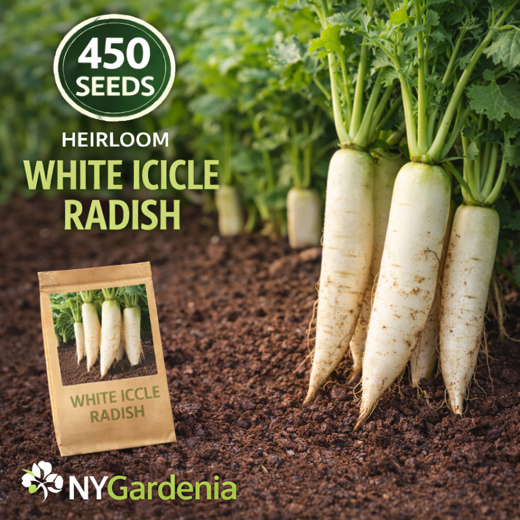 450 White Icicle Radish Seeds Heirloom Crisp Root Vegetable Garden