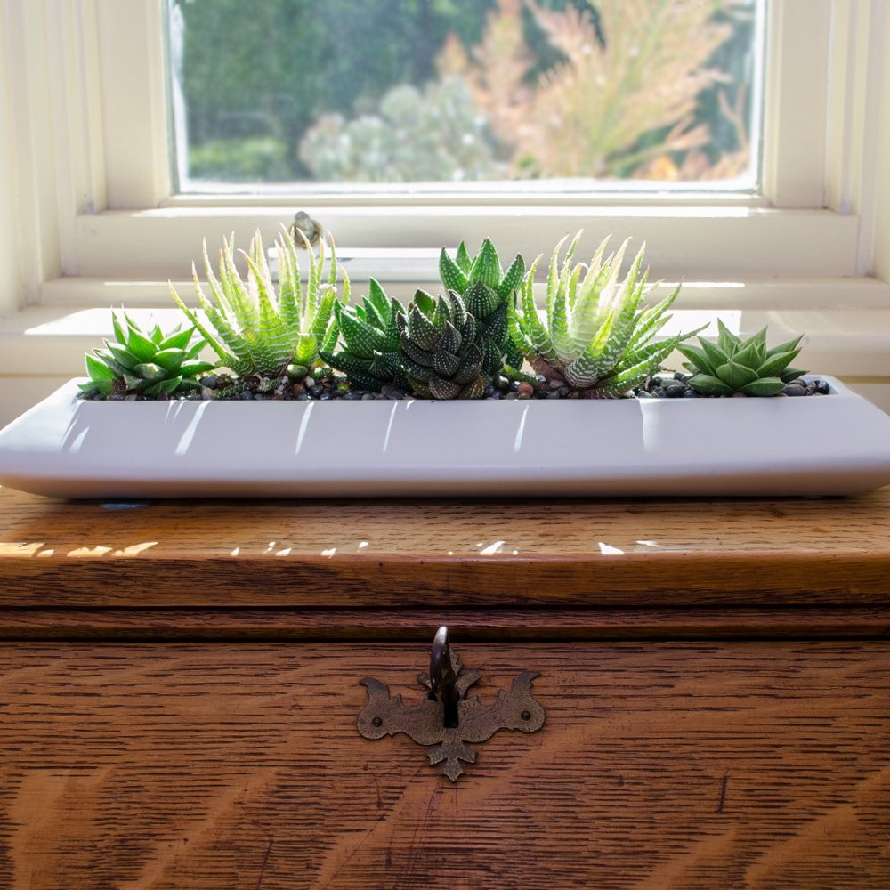 , Live Succulents Plants Live Window Plants (8PK), Live Indoor Plants Live Ho…
