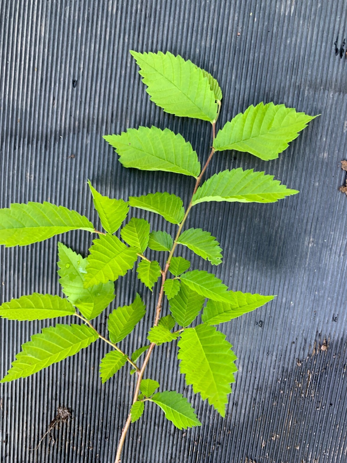 4-6 inches tall Slippery Elm tree 1 year old plant (Ulmus Rubra) Bare root