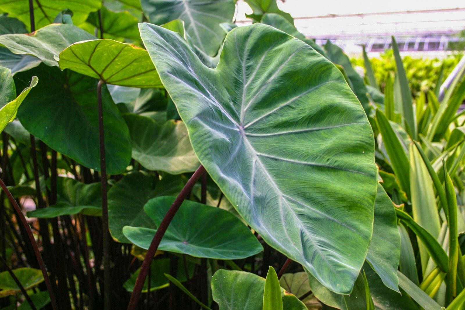 Live Violet Stem Taro Tropical Marginal Aquatic Pond/Bog Plant