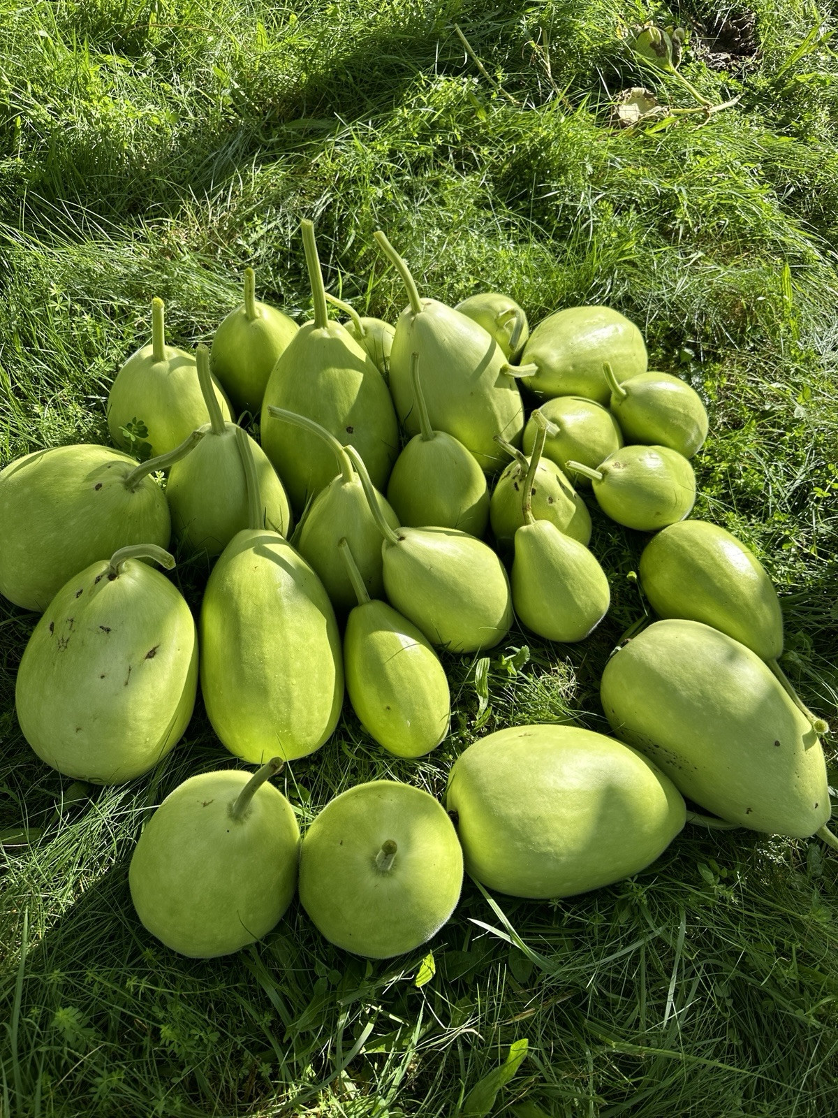 Bottle Gourd Seeds – Surma (Round) for Planting 8 Seeds