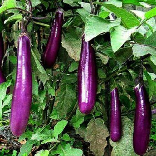 LONG PURPLE EGGPLANT SEEDS, HẠT CÀ TÍM DÀI, 紫茄子, 보라색 가지 | Non-GMO |