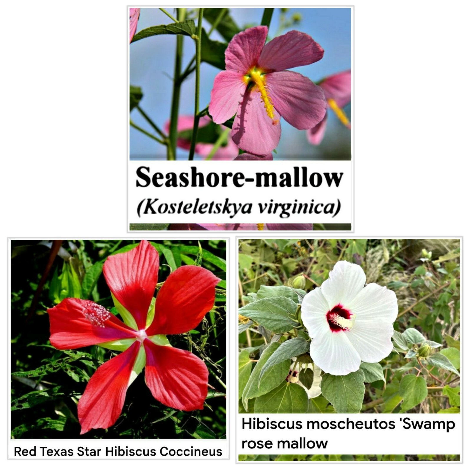 3 Varieties Of Hardy Perennial Hibiscus Seeds- 25 Seeds Each Pack