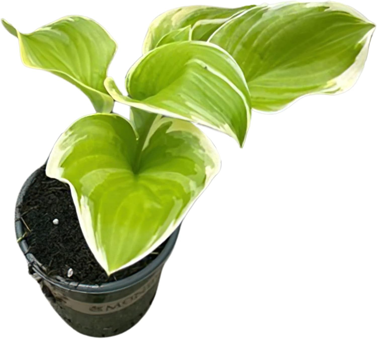 Assorted Hosta Perennials, 3 Plants in 1 Qt Pot, Ideal for Well-Draining Soil