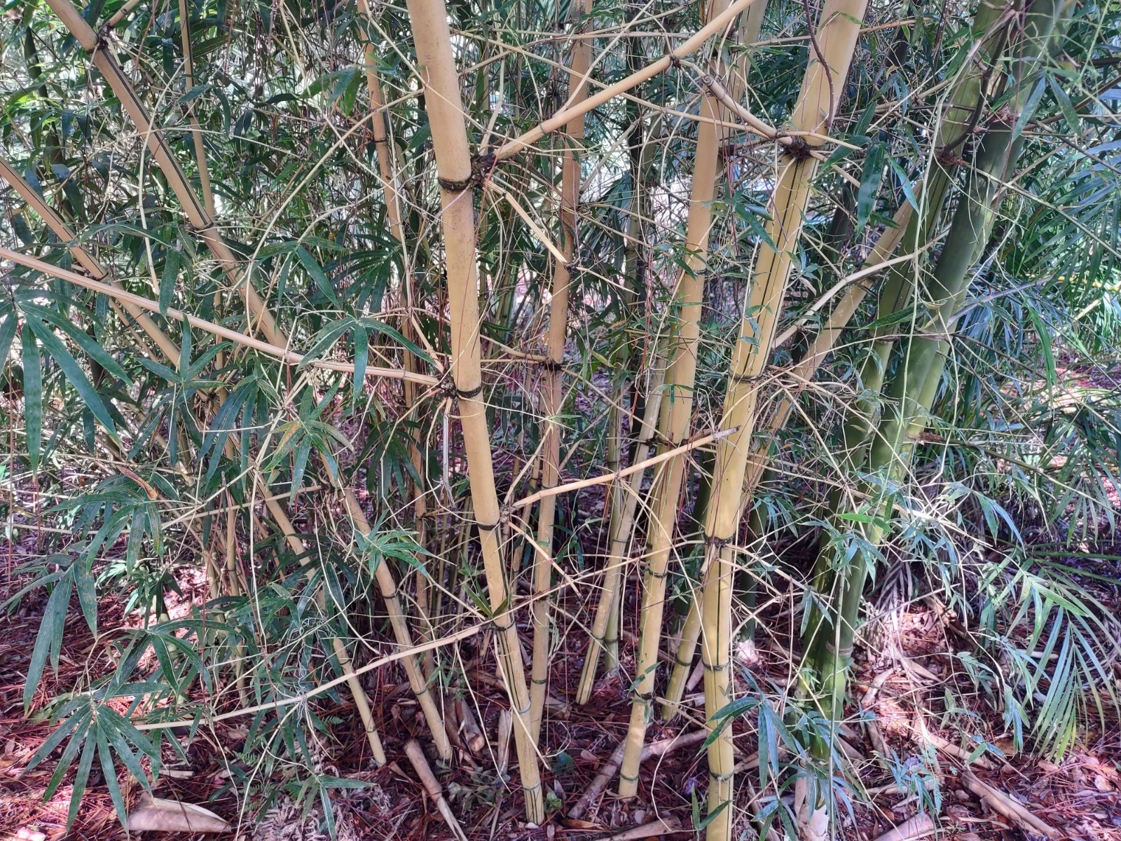 Hawaiian Gold / Painted Bamboo (Bambusa vulgaris ‘Vittata’) – One Rooted Cutting