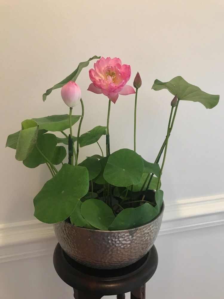 5 Lotus Seedings (Pink, Snow White, Royal, Guan Yin, Mini) – ready for potting