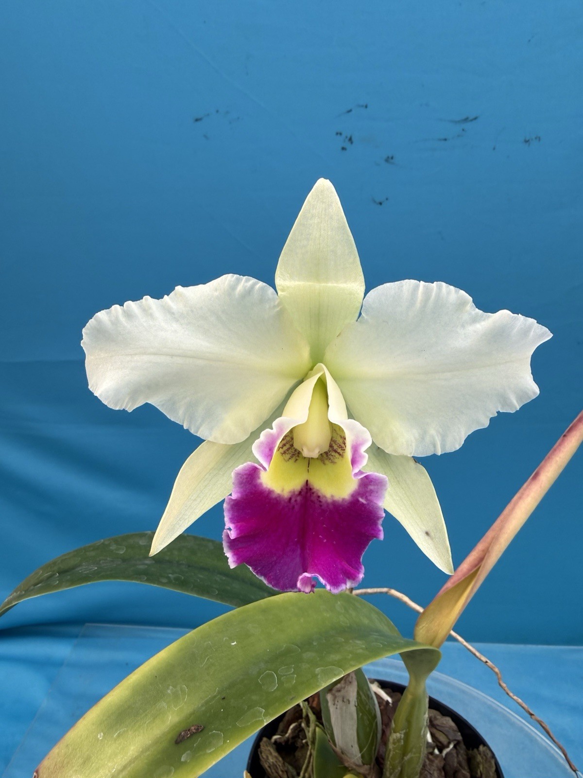 Cattleya Stephen Oliver X Lc Higher Ground Purple White Exact Orchid Eros 7” Pot