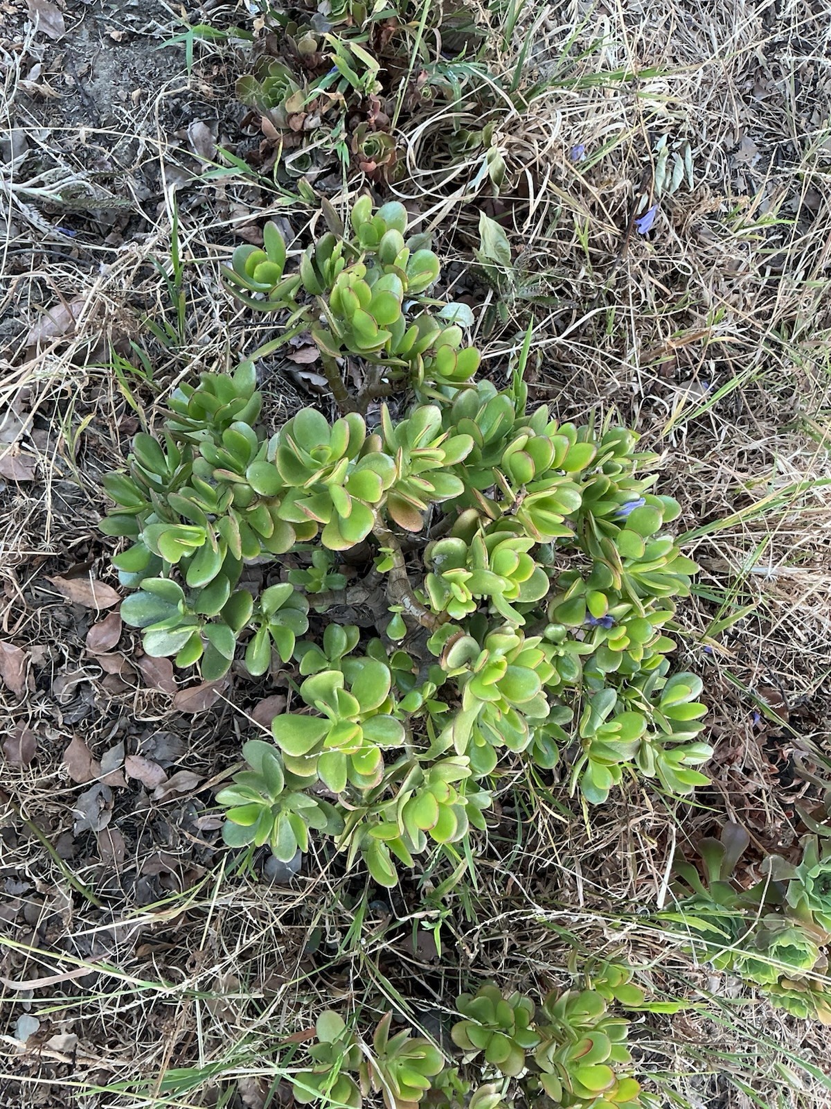 Healthy lush green Crassula Ovata Jade Plant cluster, Rooted 18” tall with roots