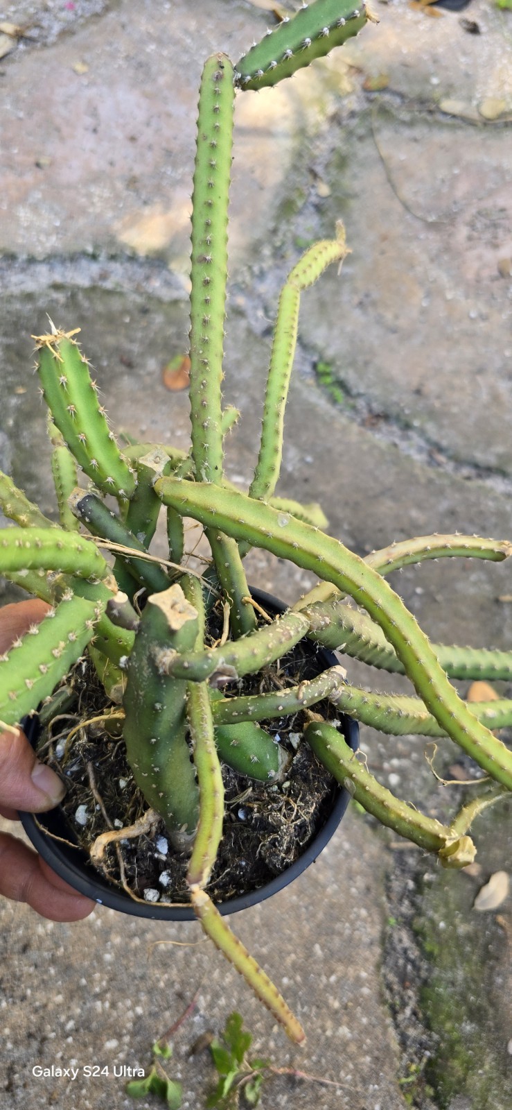 Selenicereus Pteranthus Plant Well Rooted In 4 Inches Nursery Pot