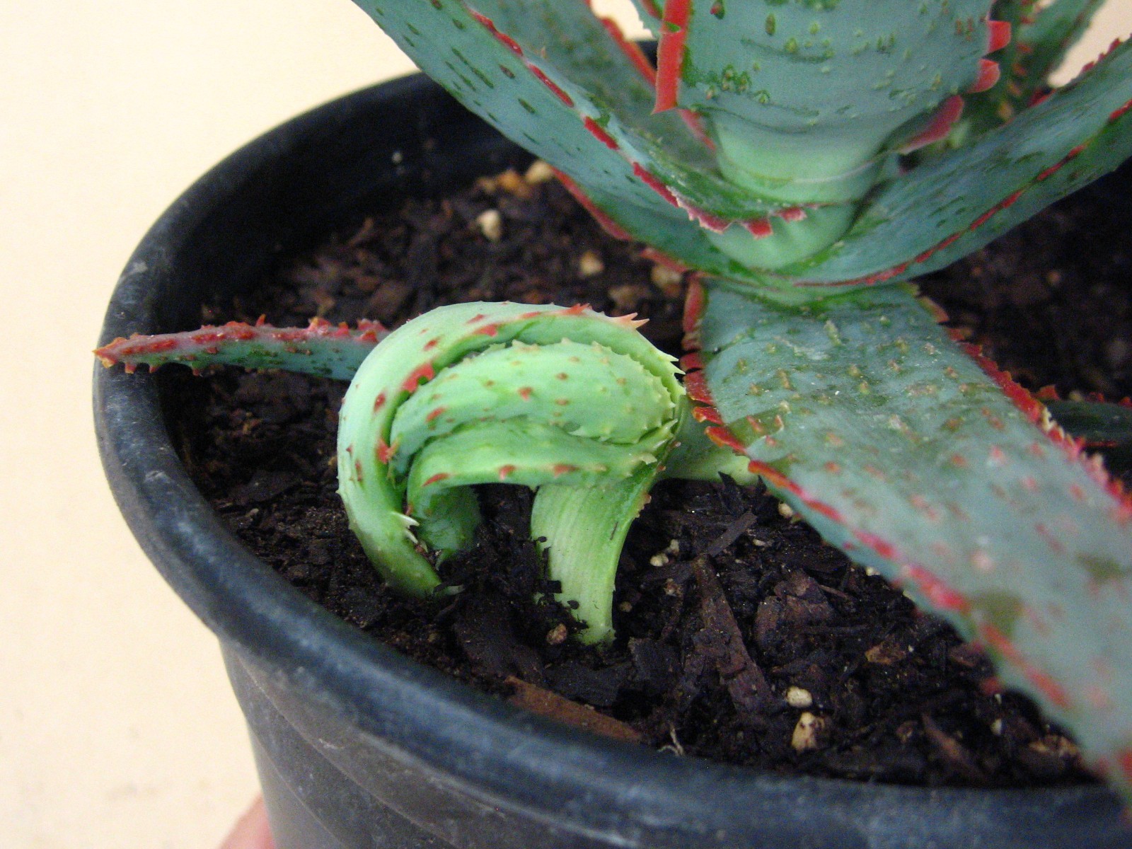 Aloe “Dracula’s Blood” Hybrid — Rare Succulent With 4 Offsets SUMMER SALE!!