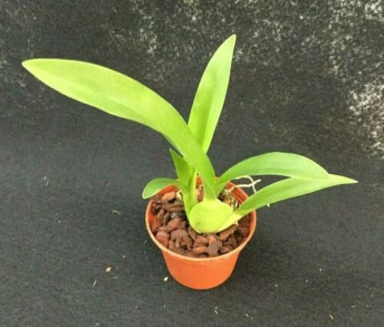 Arthurara Sea Snake ‘Unforgettable’, Orchid Plant Shipped in 2.5″ Pot
