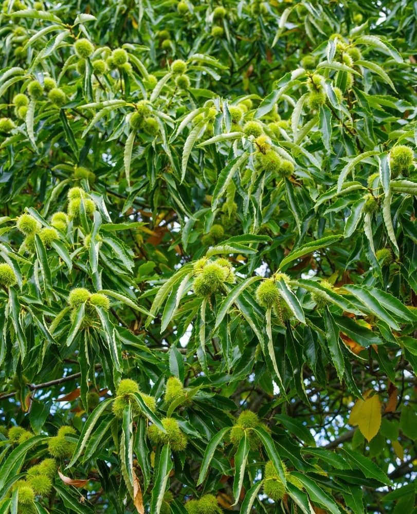 CHINESE CHESTNUT TREE ‘Castanea mollissima’ LIVE BARE ROOT PLANT 18+ INCHES