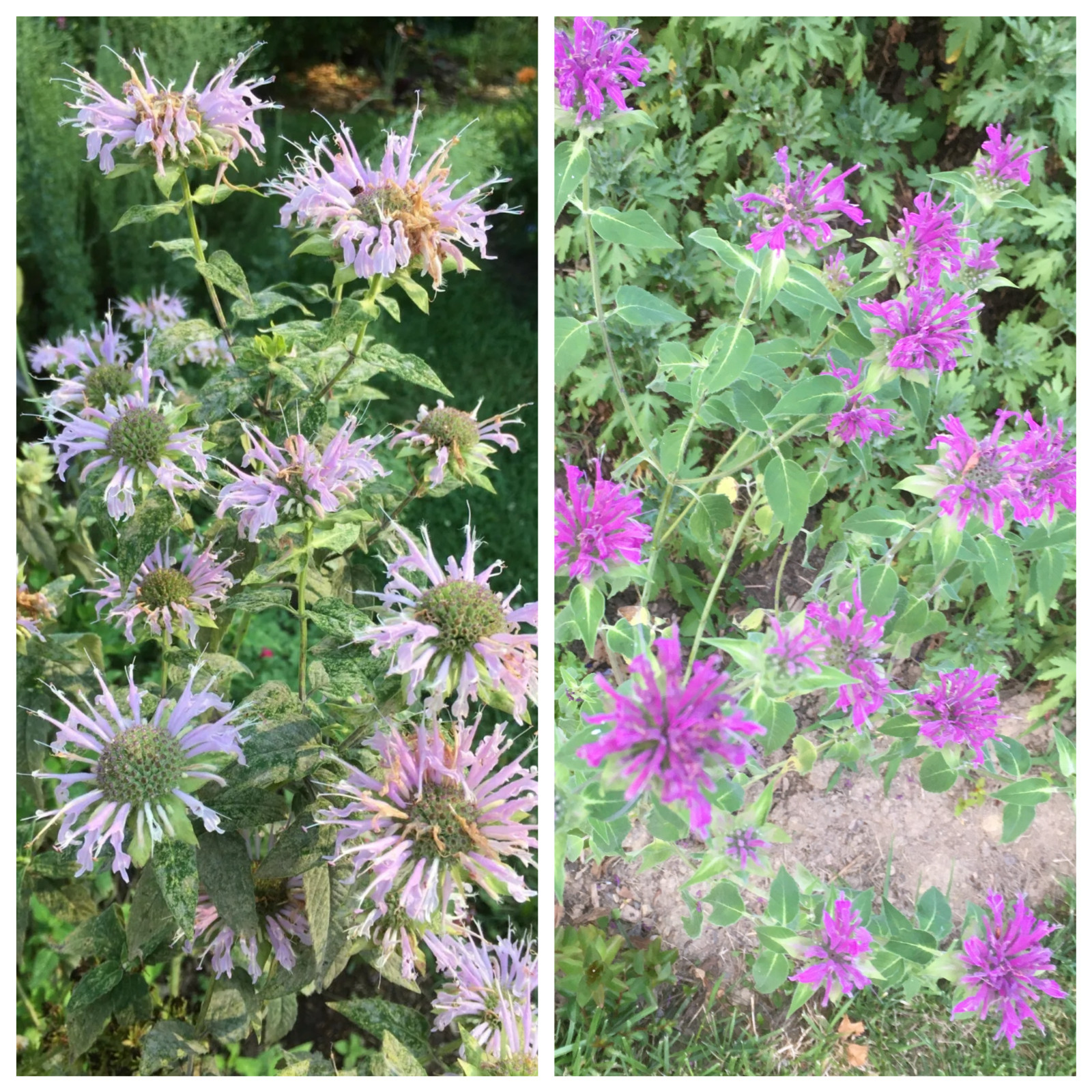 100 organic Bee Balm seeds/ Wild Bergamot / Monarda – different shades of purple