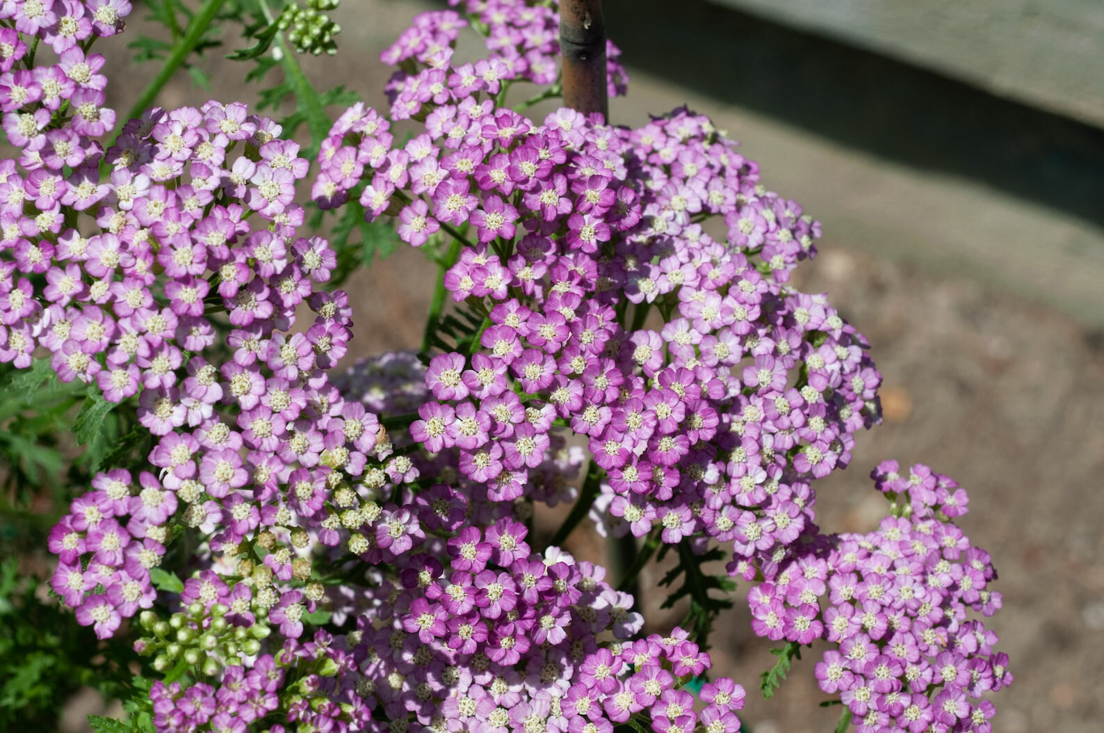Yarrow Oertel’s Rose 25 Plants in 3-1/2 inch Pots
