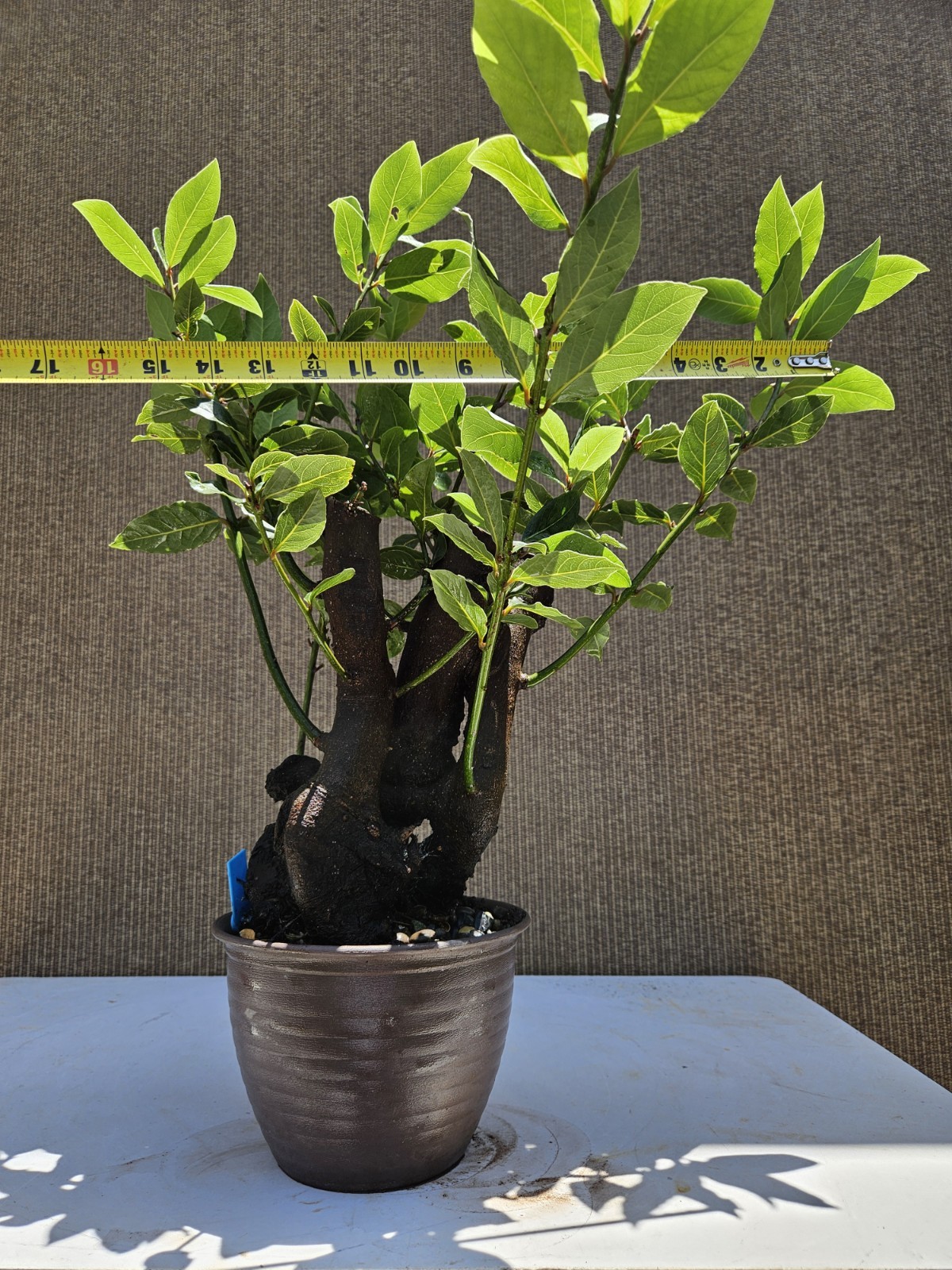 Old Sweet Bay Leaf ( Bay Laurel ) Bonsai Tree,,, SALE