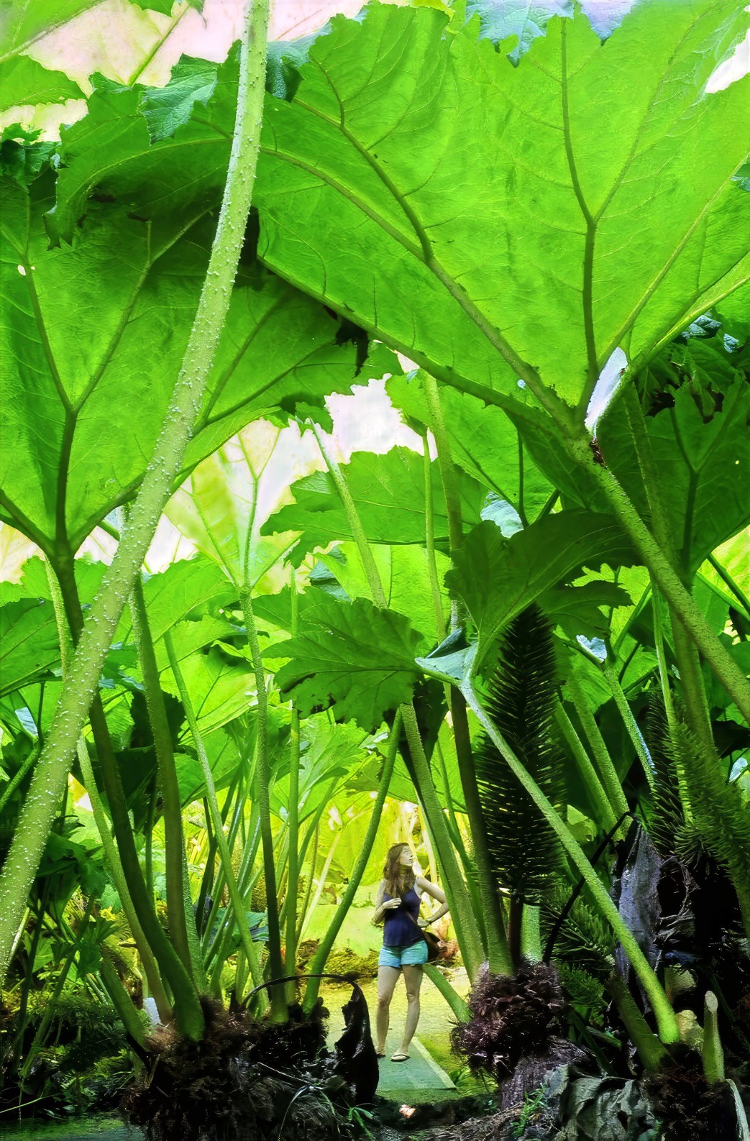 GUNNERA MANICATA SEEDS “Dinosaur Food” Giant Hardy Exotic Flower Plant RARE!