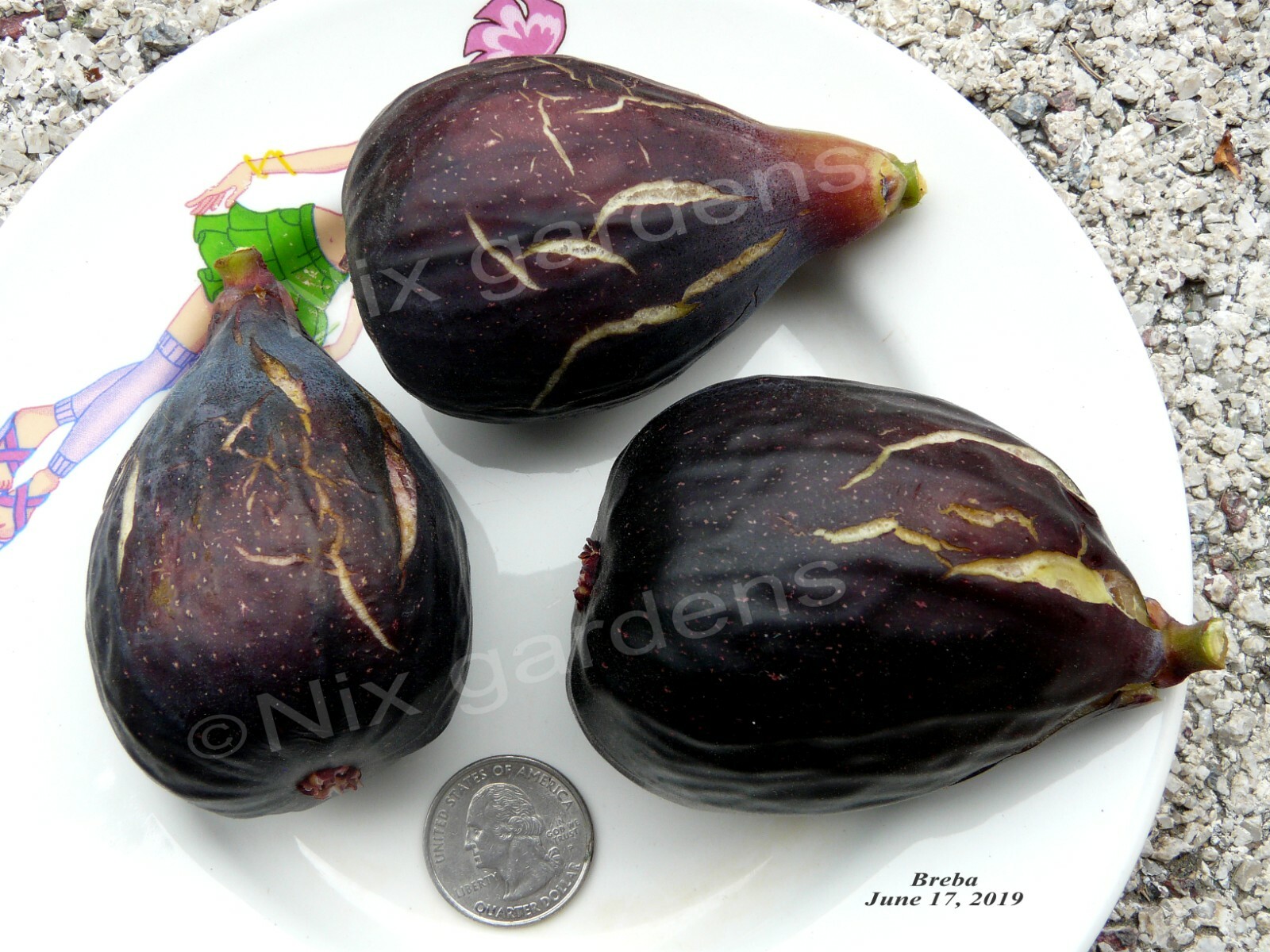 “LEBANESE BLACK/PURPLE” HEIRLOOM FIG TREE (2) Cuttings – Vigorous & Prolific