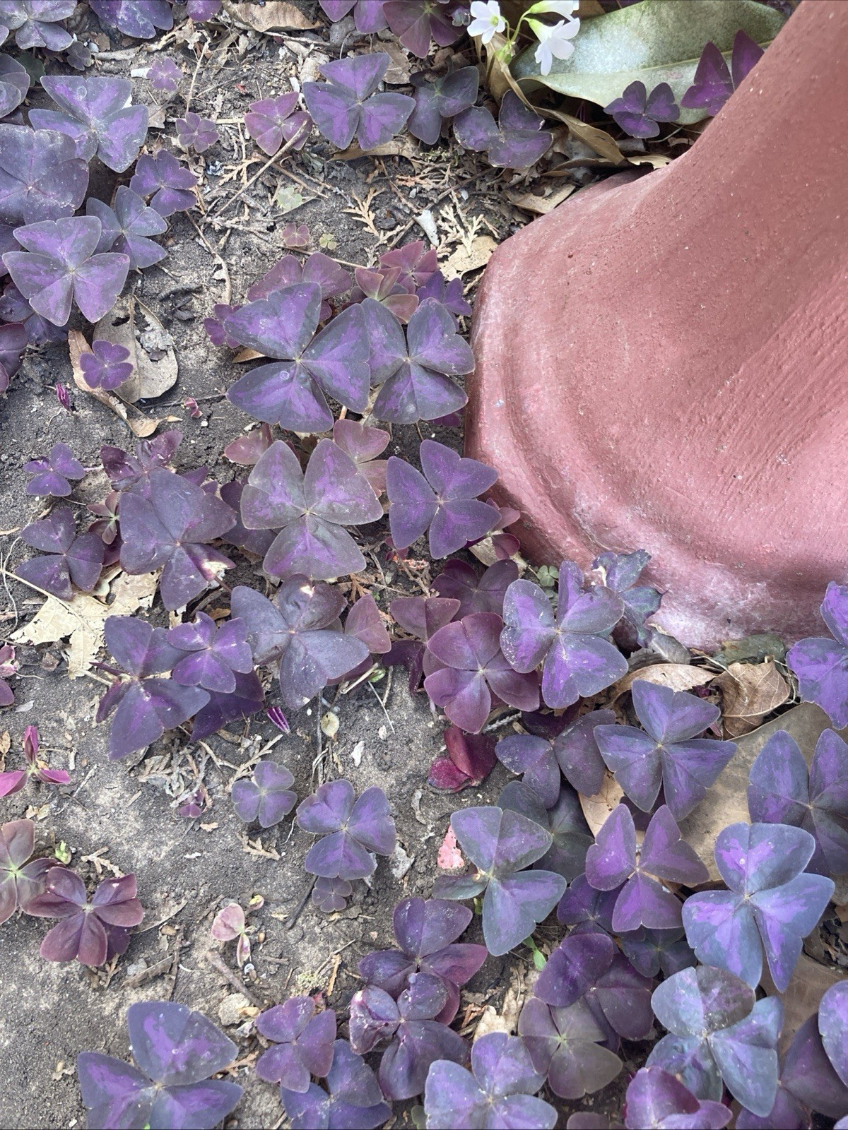 16 Oxalis Triangularis Purple shamrock rhizomes/bulbs