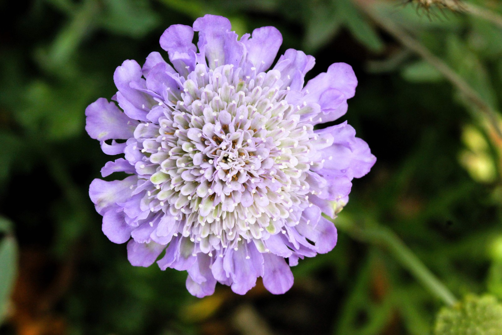 50 FINEST MIXED Colors SCABIOSA Atropurpurea Pin Cushion Flower Seeds