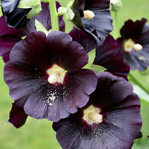 Nigra Hollyhock Seeds | Large Black / Deep Red Flowers | Free Shipping | 1193