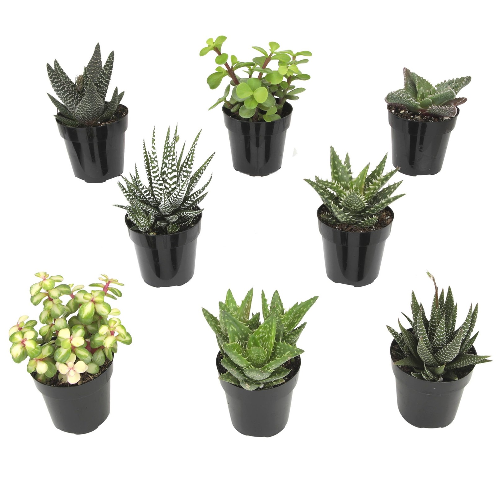 , Live Succulents Plants Live Window Plants (8PK), Live Indoor Plants Live Ho…