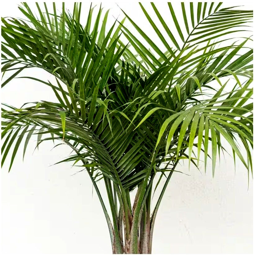 United Nursery Majesty Live Palm Plant in 9.25 Inch Grower Pot