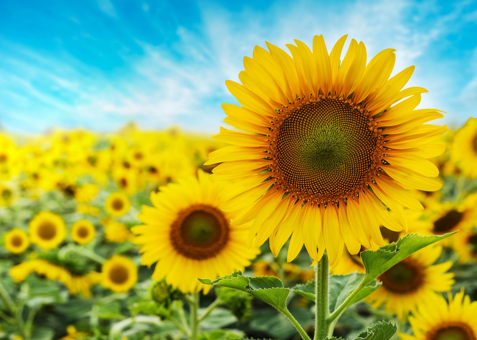 25 EBONY & GOLD SUNFLOWER Helianthus Annuus Flower Seeds