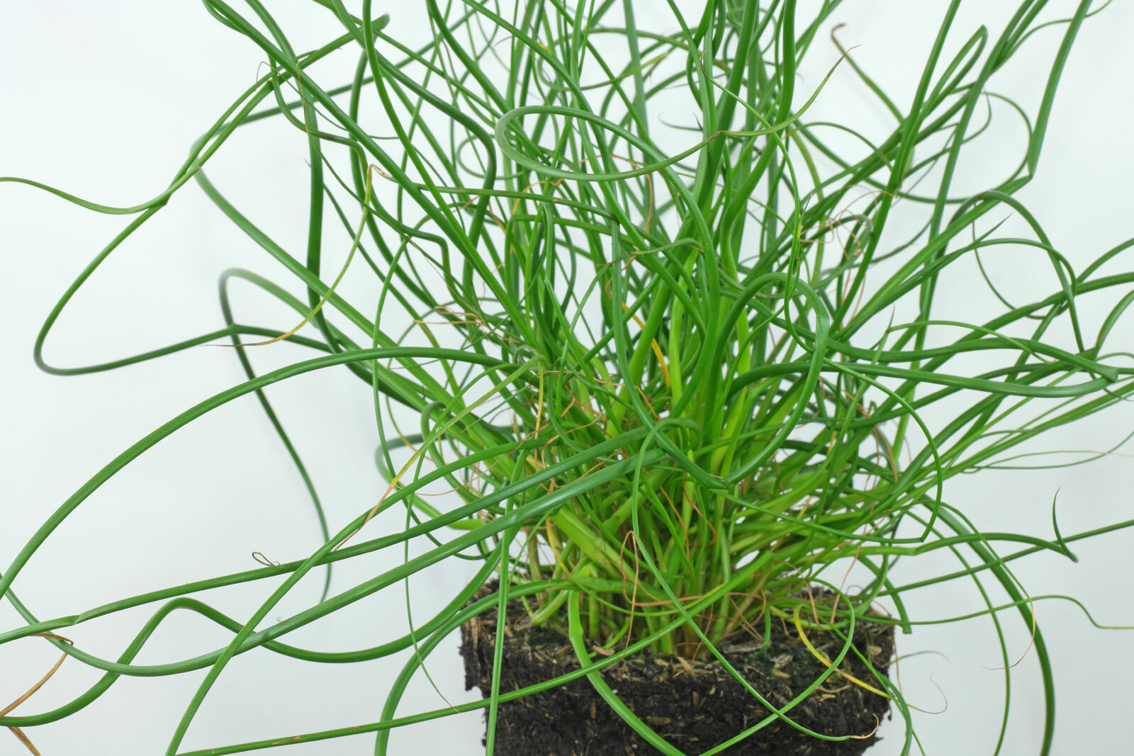 Live Corkscrew Rush Winter Hardy Aquatic Marginal Pond/Bog Plant