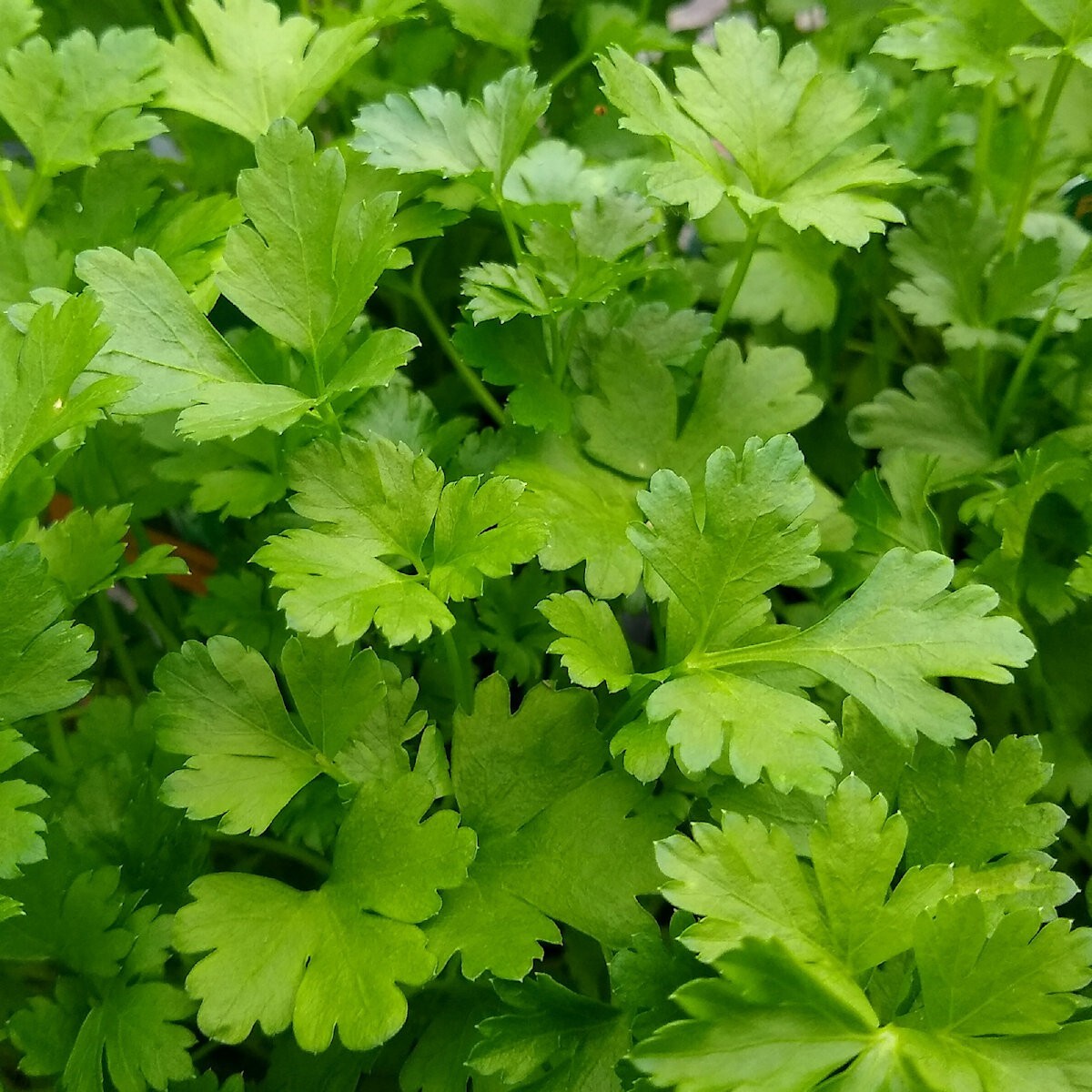 1000 Italian Giant Parsley Seeds – Everwilde Farms Mylar Seed Packet